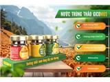 Tìm đại lý phân phối nước trùng thảo gicomus