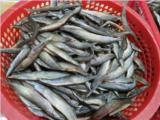 Tìm đại lý, nhà phân phối khô các trạch đồng trên toàn quốc