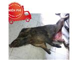 Tìm đại lý, nhà phân phối tiêu thụ thịt lợn rừng. - 0986757928
