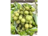 Tìm đại lý, nhà phân phối nho xuất khẩu