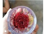 Tìm đại lý, nhà phân phối nhụy hoa nghệ tây saffron bahraman