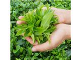 Tìm đại lý, nhà phân phối chè thái nguyên trên toàn quốc