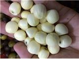 Tìm đại lý, nhà phân phối các sản phẩm hạt sen tươi