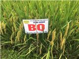 Tìm đại lý phân bón, thuốc bảo vệ thực vật, đại lý bán cây giống, cây cảnh