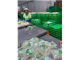 Công ty sx thạch nha đam tuyển đại lý, npp