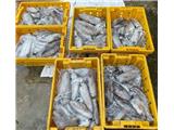 Phân phối mực lá tươi hàng khô