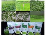Chúng tôi chuyên sản xuất, bán lẻ bột rau sấy lạnh các loại