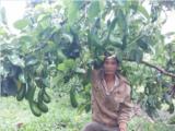Trang trại dậu loan tìm nhà phân phối bơ, bơ sáp 034
