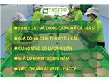 Tasefo sản xuất và cung cấp chả cá sạch