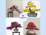 Tìm đại lý phân phối chậu cây khảm trai gardenia